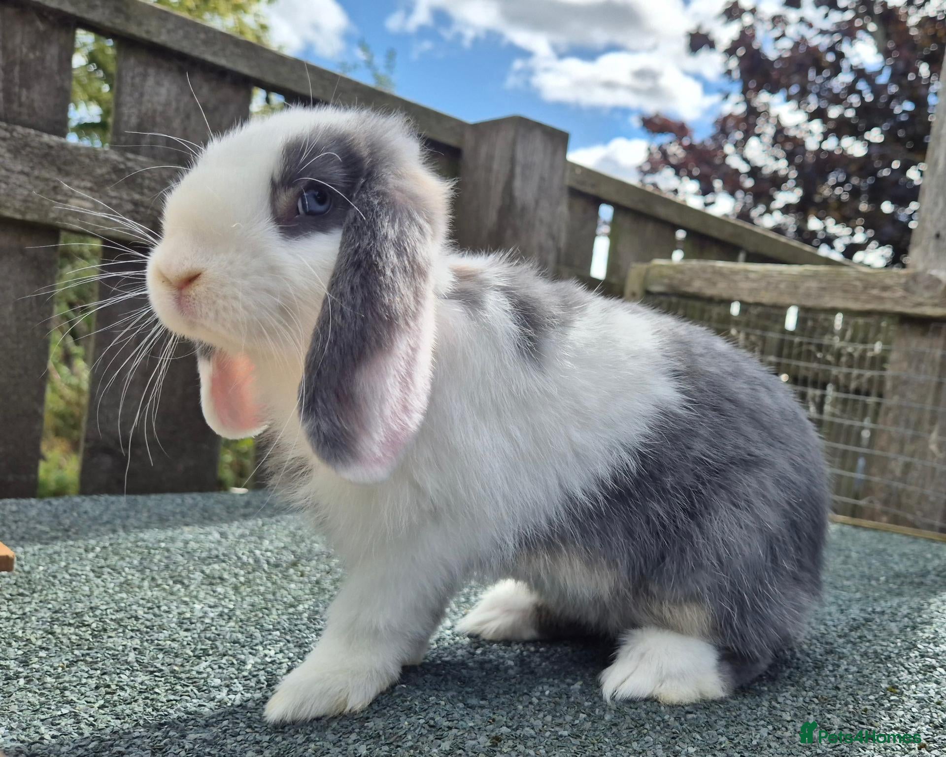 Mini Lop rabbits Mini lops ready now  - Advert 9