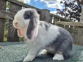 Mini Lop rabbits Mini lops ready now - Advert 9