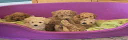 Cockapoo dogs for sale: Superb cockapoo puppies 5✨️ coucil registered in Leeds - Advert 4