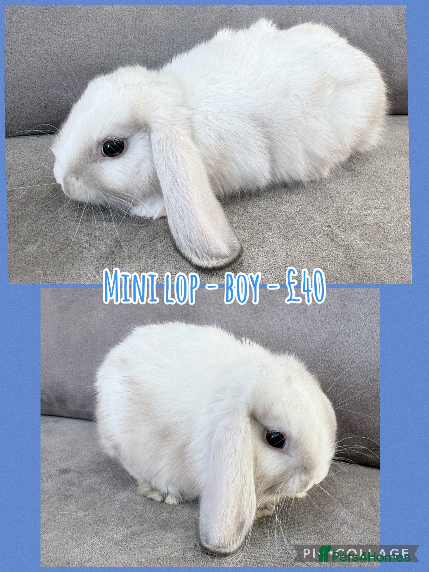 Mini Lop rabbits for sale: Mini Lop Rabbits - Advert 10