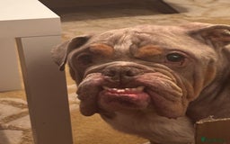 English Bulldog dogs for sale: Miniature Bulldog  - Advert 1