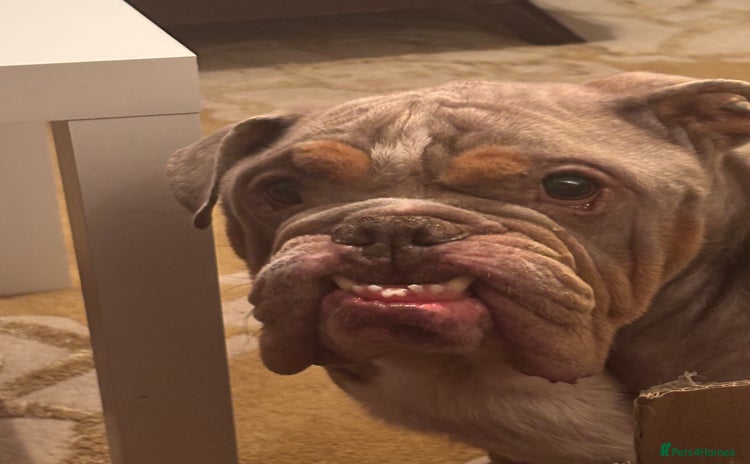 English Bulldog dogs Miniature Bulldog  - Advert 3