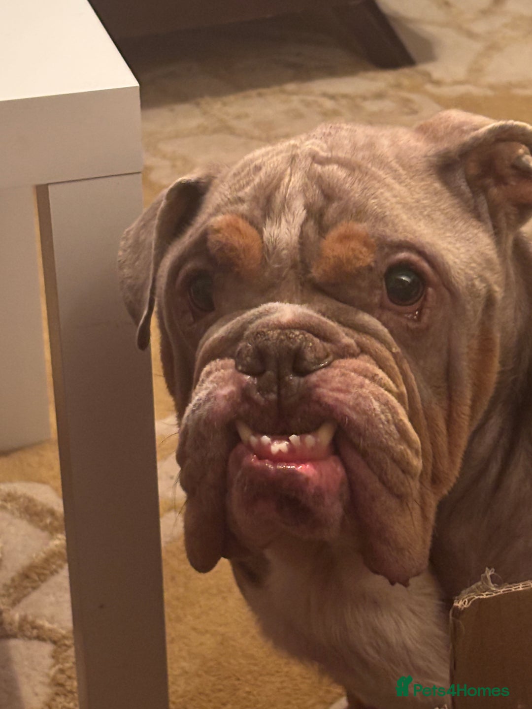 English Bulldog dogs for sale: Miniature Bulldog  - Advert 1