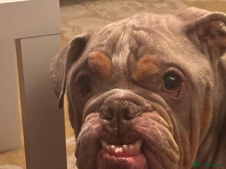 English Bulldog dogs Miniature Bulldog - Advert 1