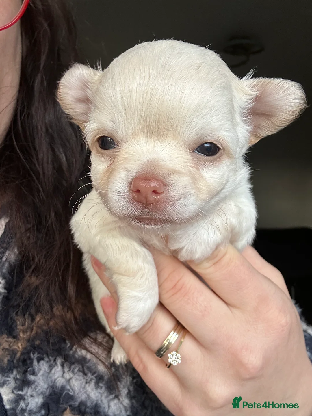 Chihuahua dogs for sale: 🥰Gorgeous Long-Coat chihuahua puppies  - Advert 10