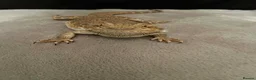 Bearded Dragon reptiles for sale: Bearded dragon  in Doncaster - Advert 1