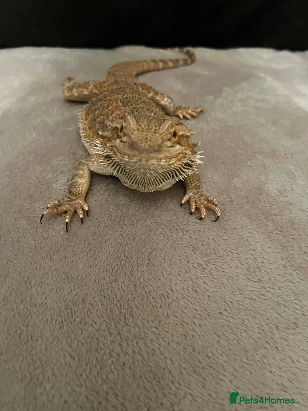 Bearded Dragon reptiles for sale: Bearded dragon  in Doncaster - Advert 1