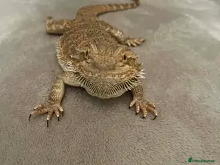 Bearded Dragon reptiles Bearded dragon in Doncaster - Advert 1