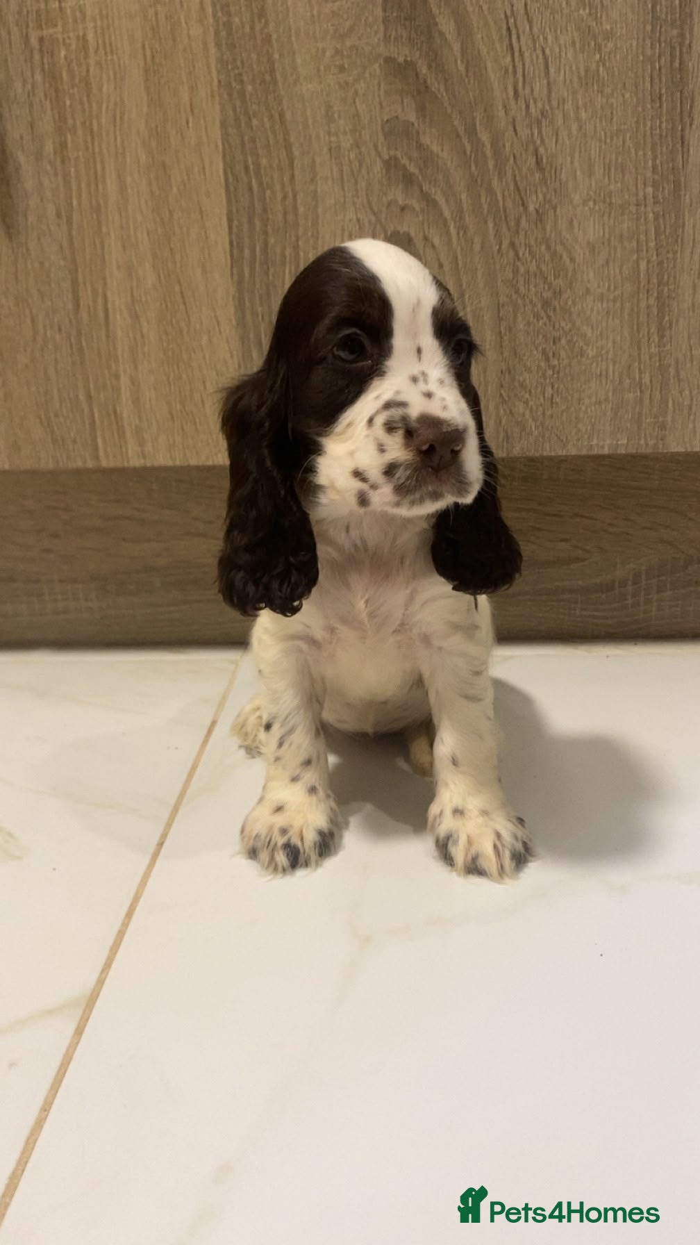 Cocker Spaniel dogs 🐾STUNNING KC REGISTERED SHOW COCKERS🐾 - Advert 2
