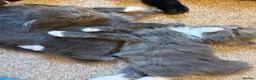 Mixed Breed cats for sale: Litter of 5 beautiful kittens  - Advert 5