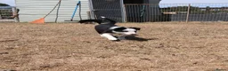 Border Collie dogs for sale: Long coated border collie puppies - Advert 10