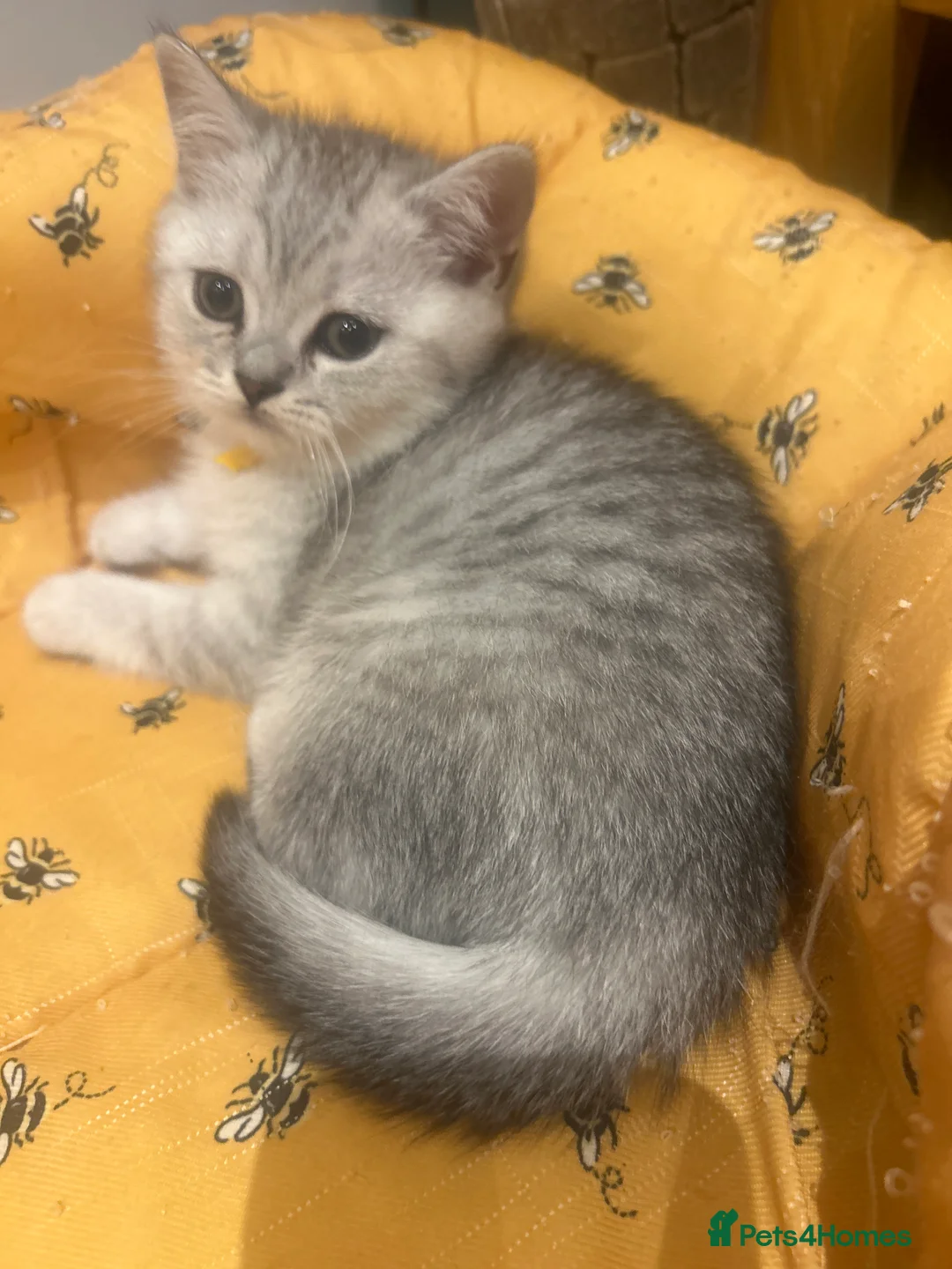 British Shorthair cats for sale: GCCF recommended breeder kittens BSH  - Advert 14