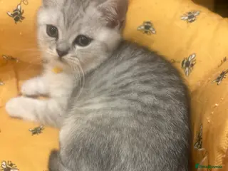 British Shorthair cats GCCF recommended breeder kittens BSH - Advert 15