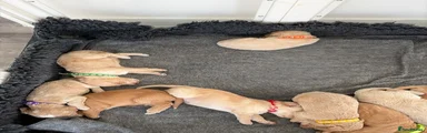Cockapoo 5