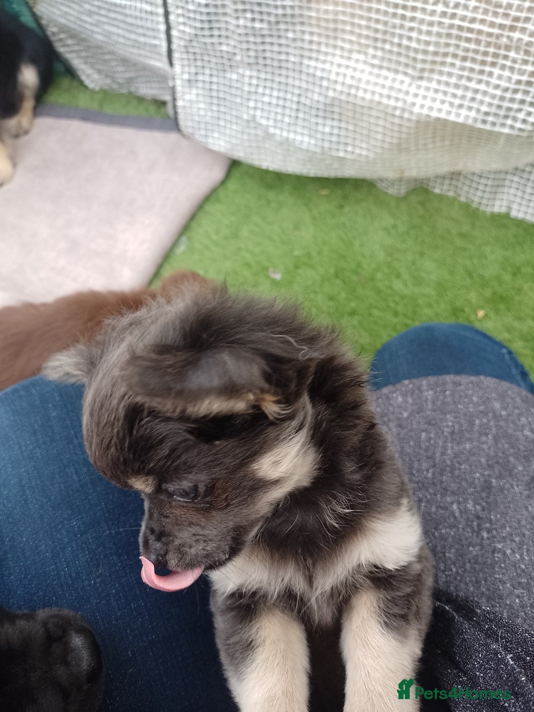 Chihuahua dogs for sale: Female Long Haired chihuahuas  - Image 8