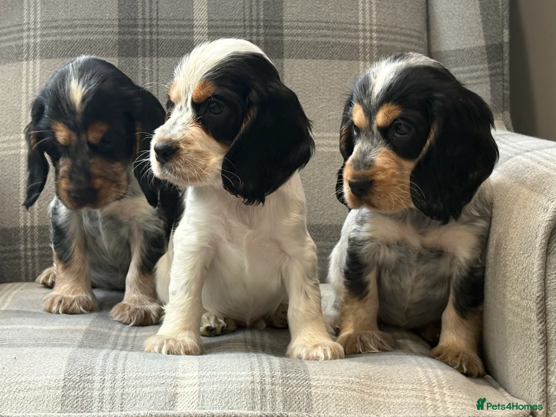 Cocker Spaniel dogs for sale: Top quality cocker spaniel pups  - Advert 13
