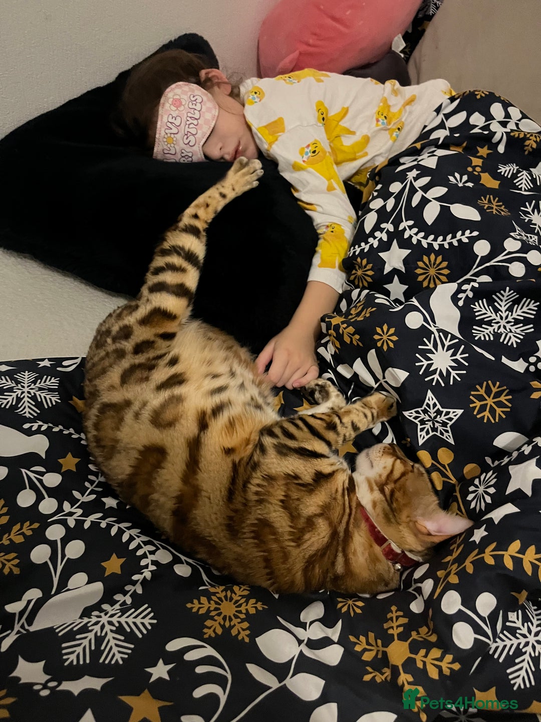 Bengal cats for sale: Friendliest bengal you will ever meet - Image 6
