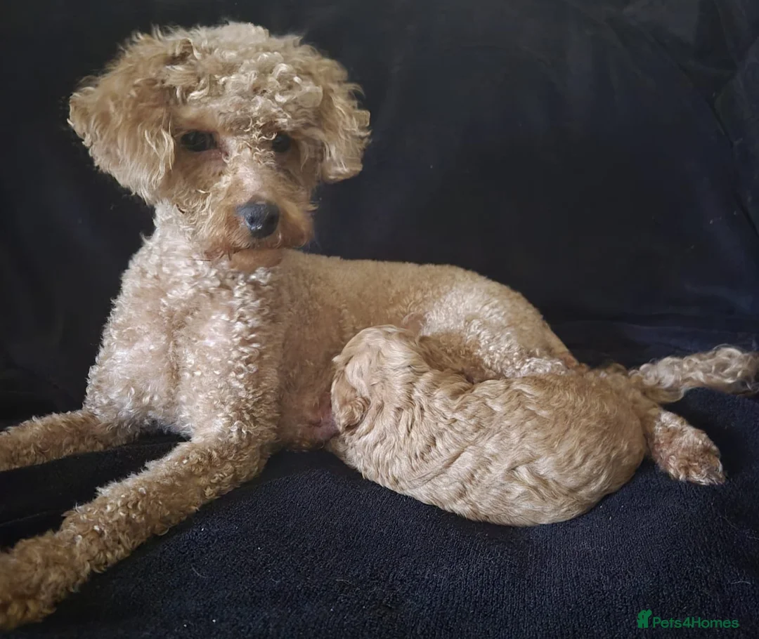 Toy Poodle dogs for sale: Toy Poodle Puppy  - Advert 2