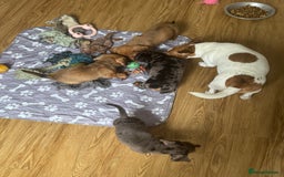 Mixed Breed dogs for sale: 4 Jack Russell cross Dachshund puppies - Image 22