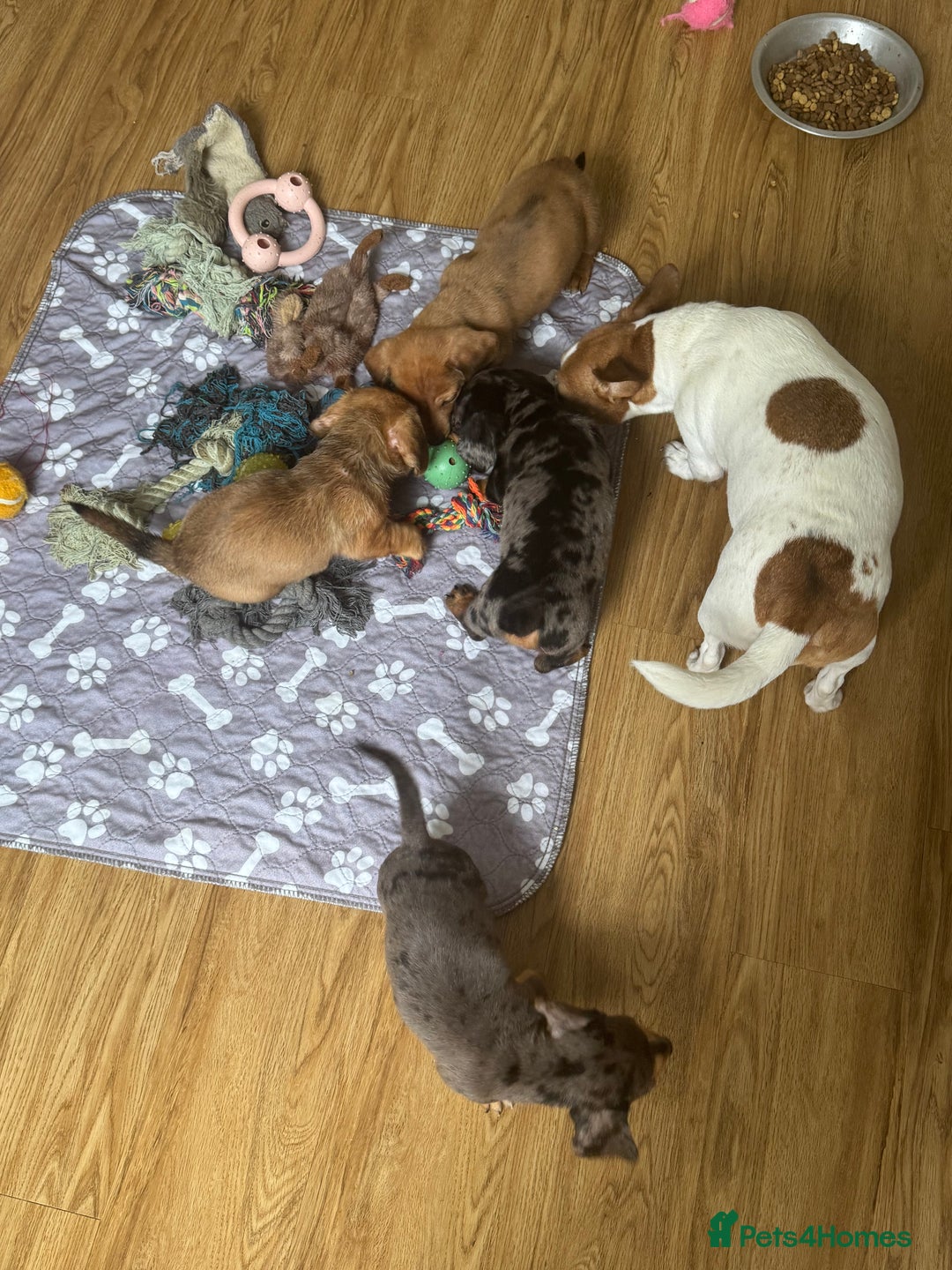 Mixed Breed dogs for sale: 4 Jack Russell cross Dachshund puppies - Image 22