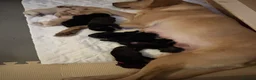 Labrador Retriever dogs for sale: Labrador Puppies - Advert 10