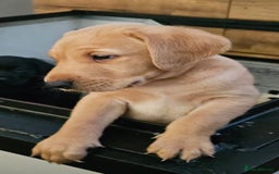 Labrador Retriever dogs for sale: KC Labrador Puppies – Ready 23rd August 🐾 - Image 7