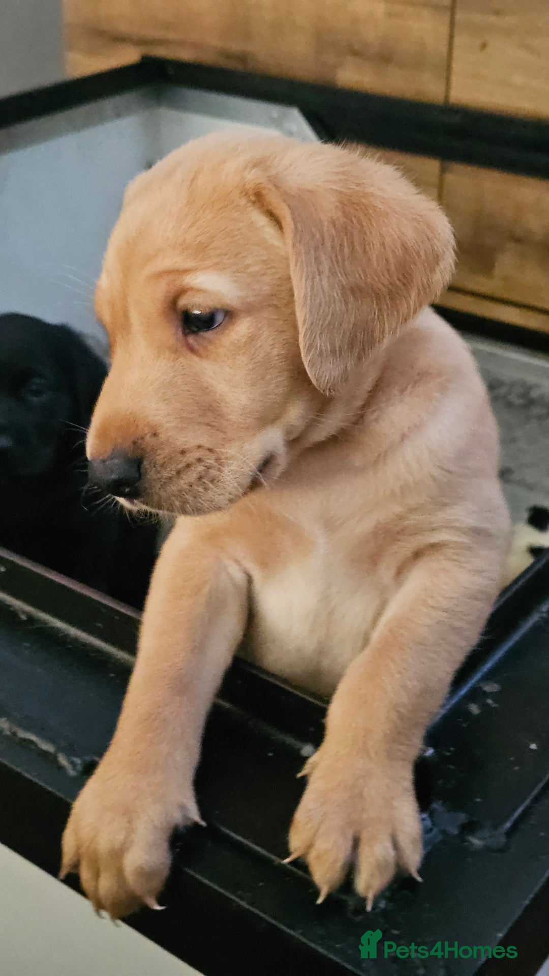 Labrador Retriever dogs for sale: KC Labrador Puppies – Ready 23rd August 🐾 - Image 7