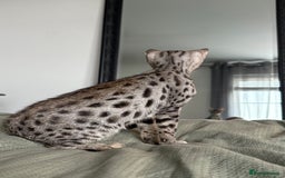 Savannah cats for sale: KIWANGA PEDIGREE F3 SAVANNAH KITTENS  - Image 27