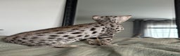 Savannah cats for sale: KIWANGA PEDIGREE F3 SAVANNAH KITTENS - Advert 27