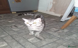 British Shorthair cats for sale: Gccf registered silver tabby male - Image 3