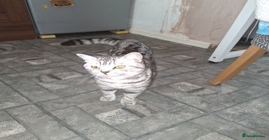 British Shorthair cats - Advert 1