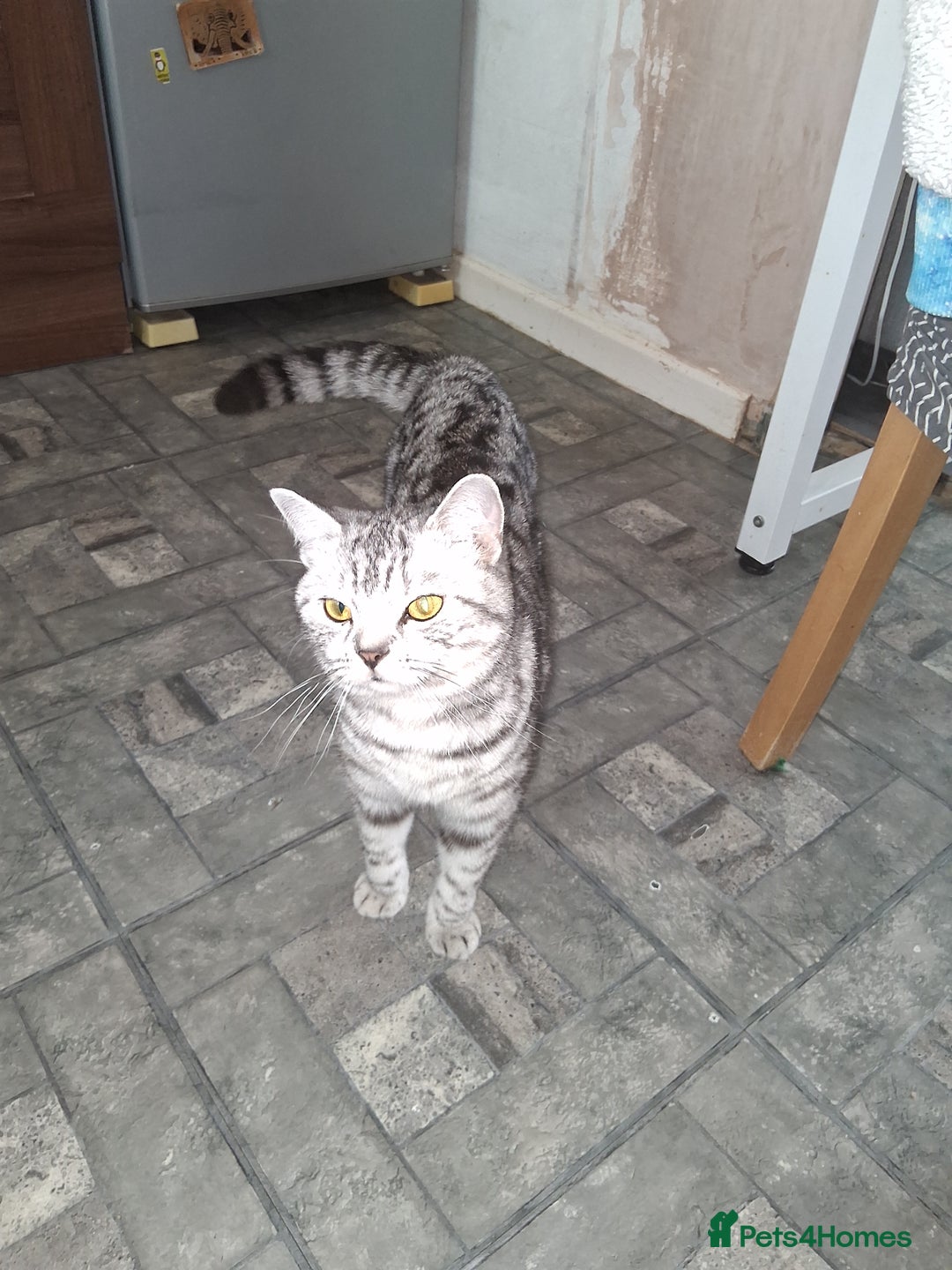 British Shorthair cats for sale: Gccf registered silver tabby male - Image 3
