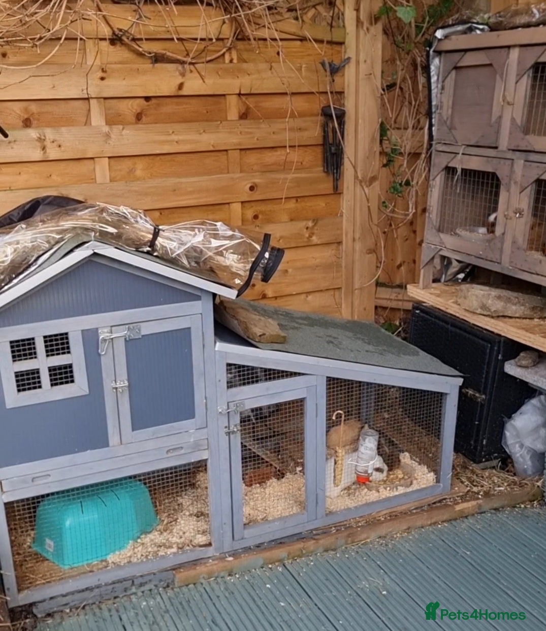 Guinea Pig rodents Rabbit/guineapig run/cage - Advert 14