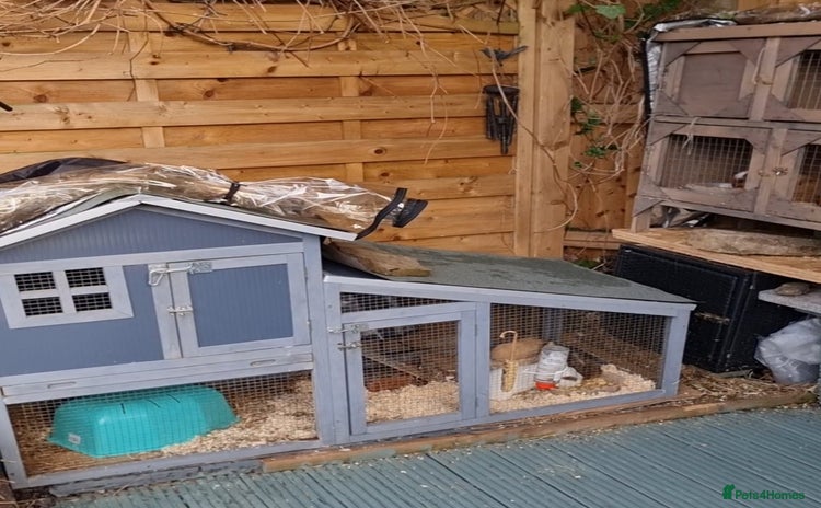 Guinea Pig rodents Rabbit/guineapig run/cage - Advert 8