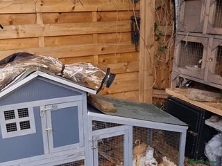 Guinea Pig rodents Rabbit/guineapig run/cage - Advert 10