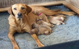 Labrador Retriever dogs for sale: Outstanding KC reg fox red Labrador puppies.  - Image 14