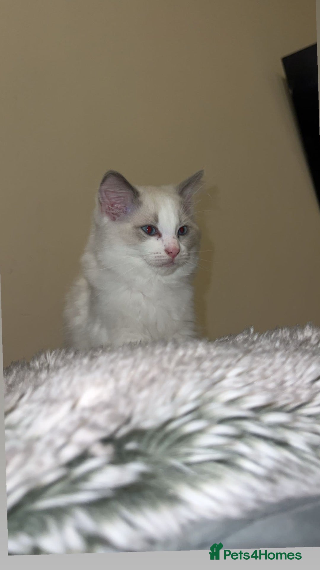 Ragdoll cats 🐾 Last Ragdoll Kitten for His Forever Home! 🐾 - Advert 3