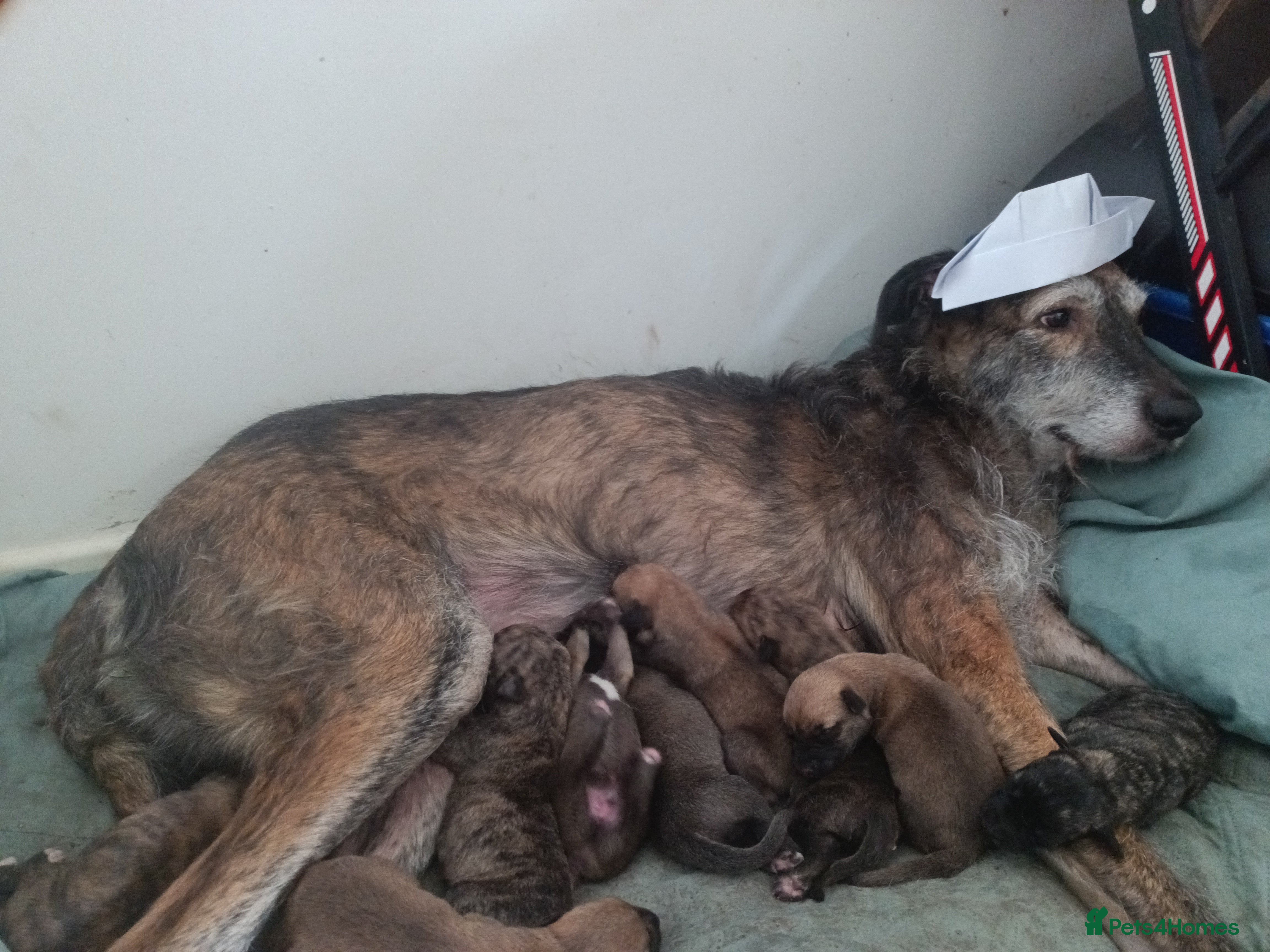 Lurcher dogs for sale: 10 Outstanding Lurcher Puppies in Conwy - Advert 9