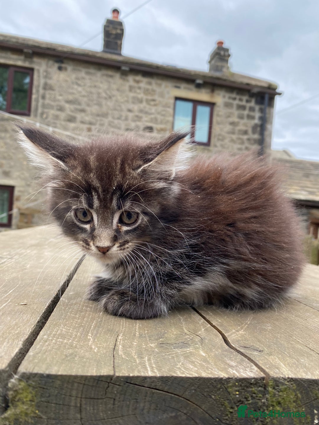 Maine Coon cats for sale: Maine coon kittens - Image 6