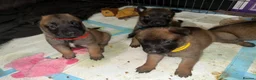 Belgian Shepherd Dog dogs for sale: Beautiful Belgium Shepard Dog in Wolverhampton - Advert 6