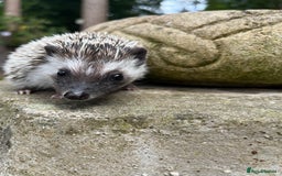 Pygmy Hedgehog rodents for sale: 8 week old baby hoglets ready now- super friendly  - Image 2