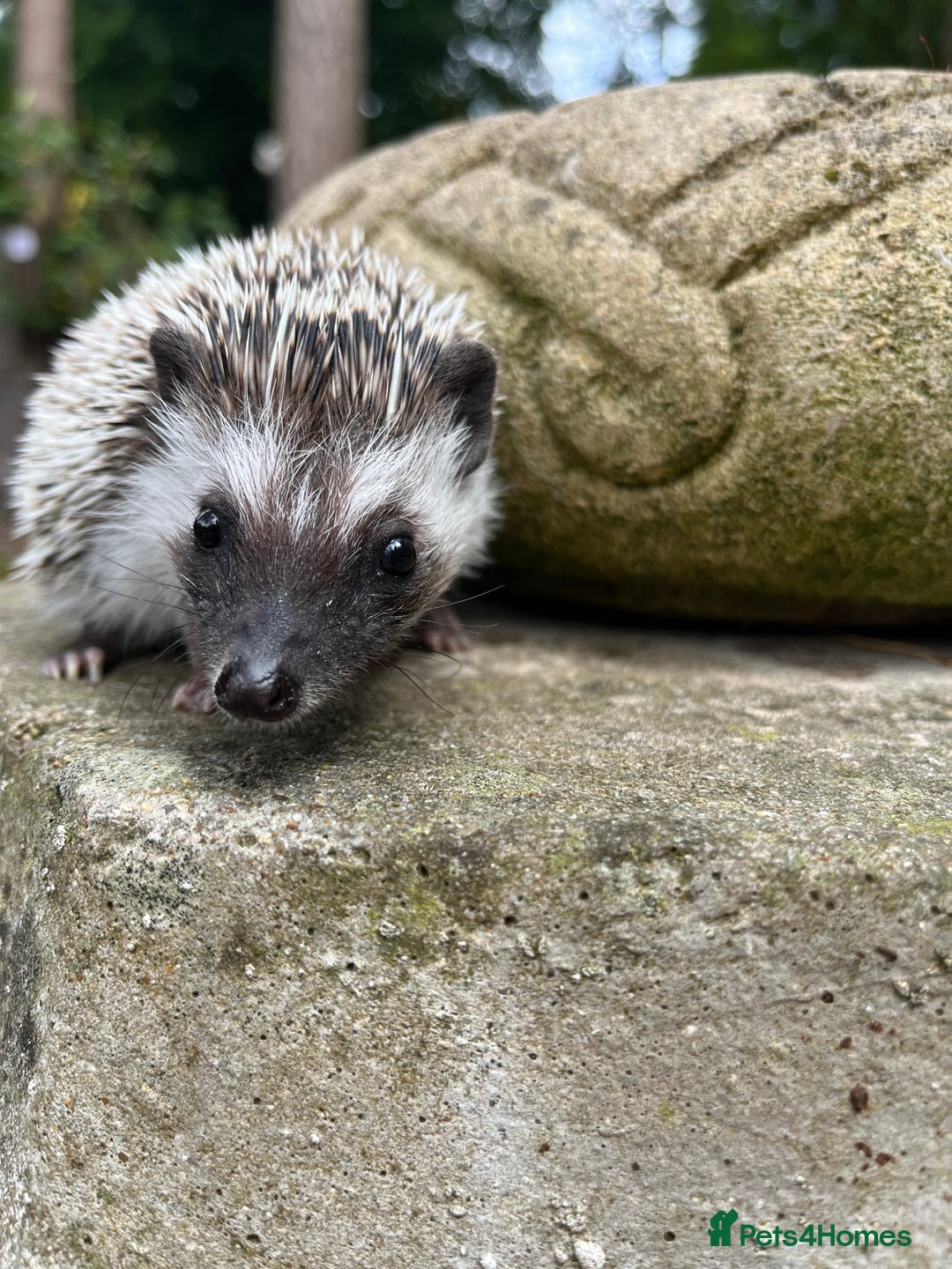 Pygmy Hedgehog rodents for sale: 8 week old baby hoglets ready now- super friendly  - Image 2