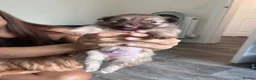 Pomeranian dogs for sale: Male Pomeranian puppy - Advert 1