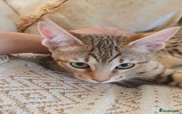 Savannah cats for sale: Fabulous F5 SBT Savannah Kittens! REDUCED! - Image 12