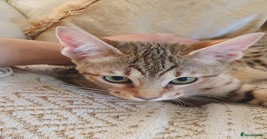 Savannah cats - Advert 7