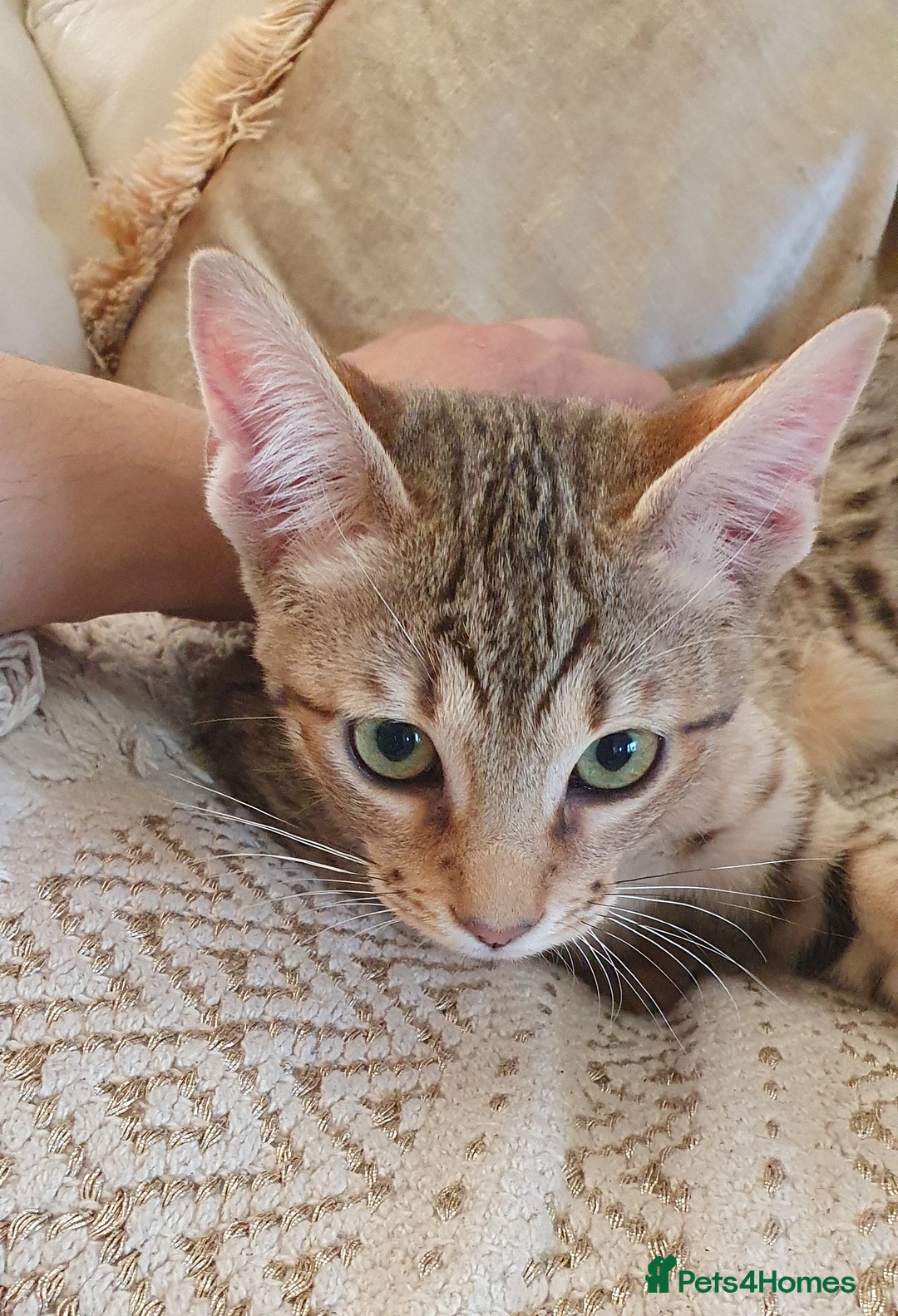 Savannah cats for sale: Fabulous F5 SBT Savannah Kittens! REDUCED! - Image 12