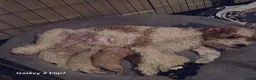 Cavapoo dogs for sale: Beautiful cavapoo pups  - Advert 4