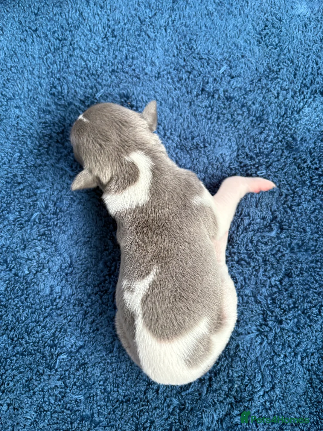 Whippet dogs for sale: 💕⭐️KC WHIPPET PUPS⭐️ 💕 - Advert 38