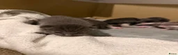 Mixed Breed cats for sale: Maine coone kittens 🐈‍⬛  - Advert 4