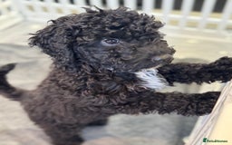 Cockapoo dogs for sale: Beautiful Cockapoos Full Health Tested  - Image 15
